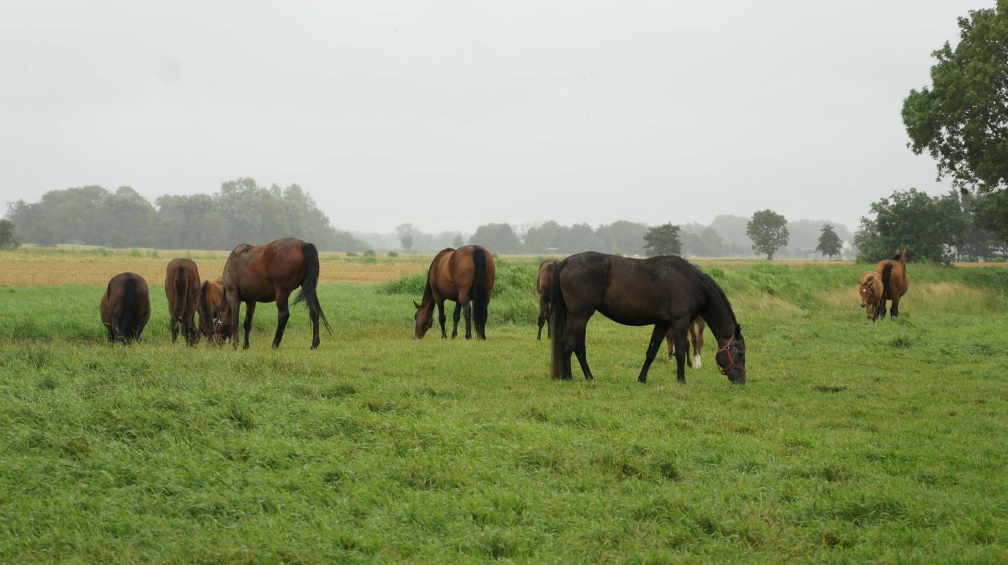 Appartamento Wrede-Hof Cappeler Niederstrich Esterno foto